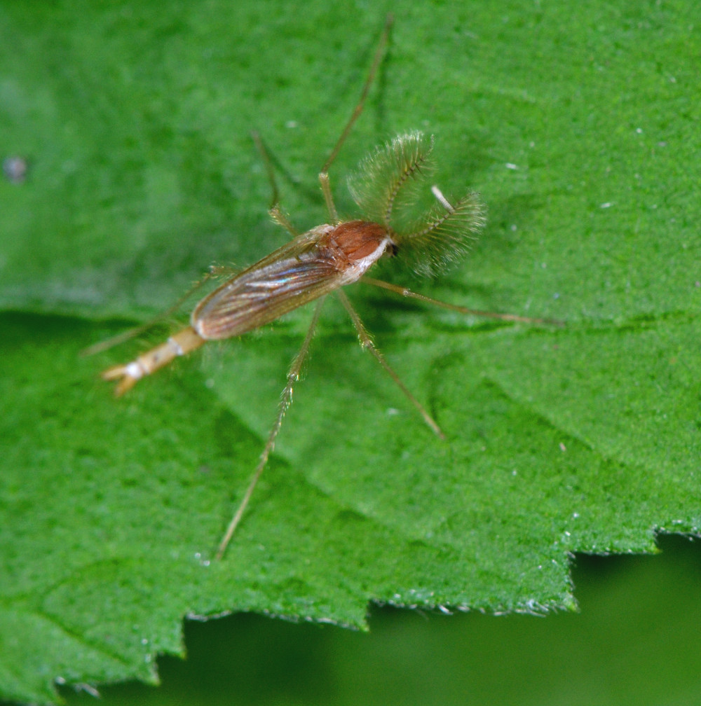 Maschi di Chaoborus