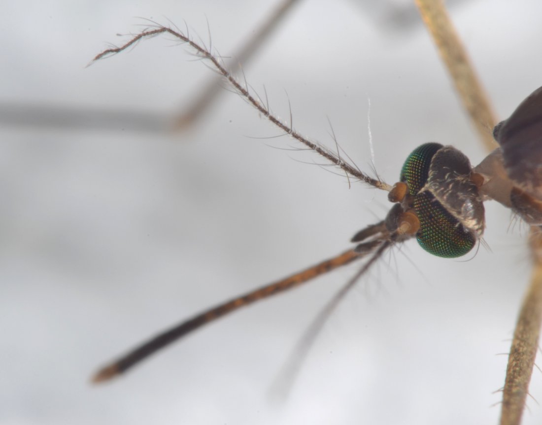 Culicidae: Complesso Cx. pipiens femmina