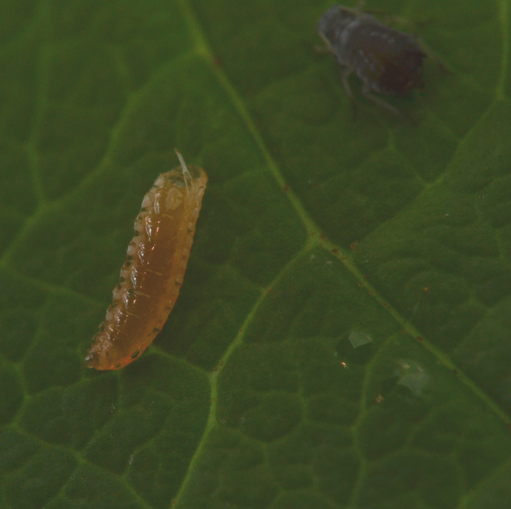 Pemphredon sp., Crabronidae