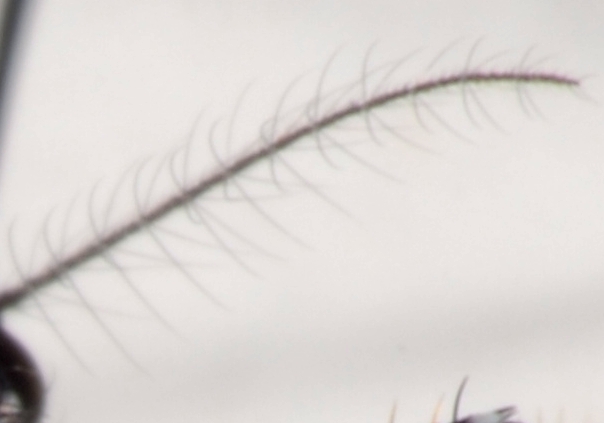 Aedes (Stegomyia) albopictus femmina