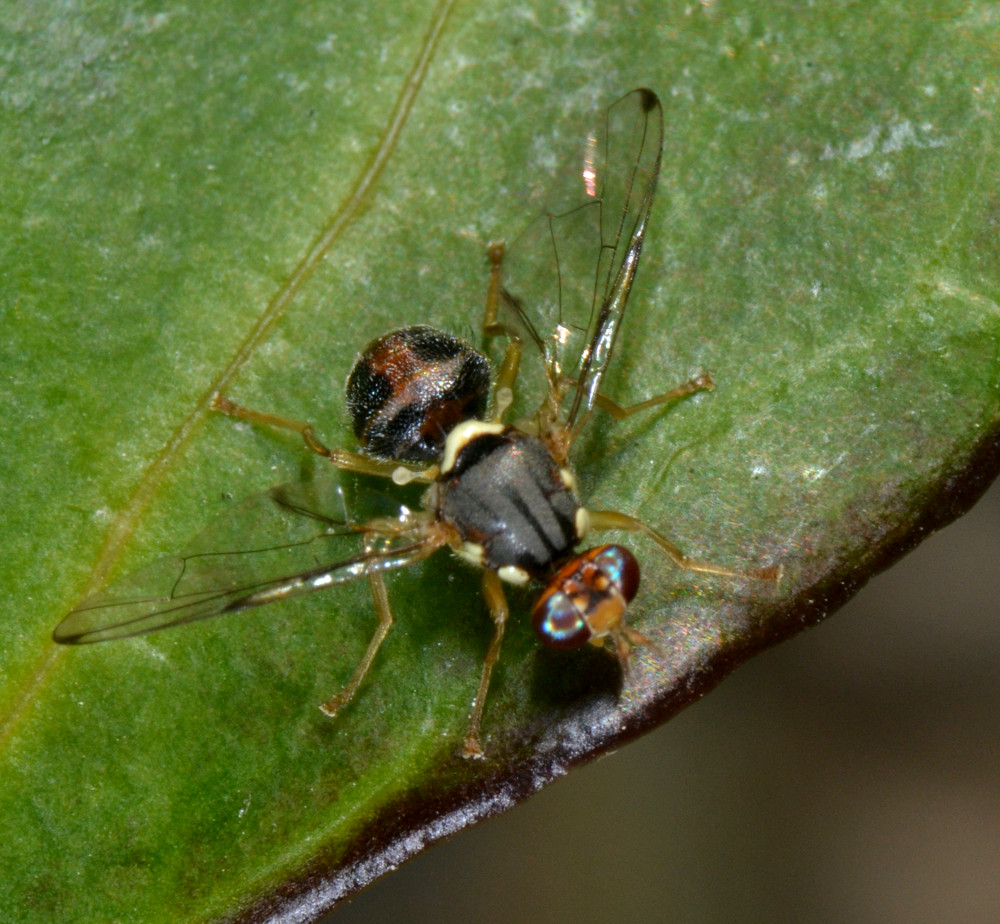 Bactrocera oleae (Tephritidae)