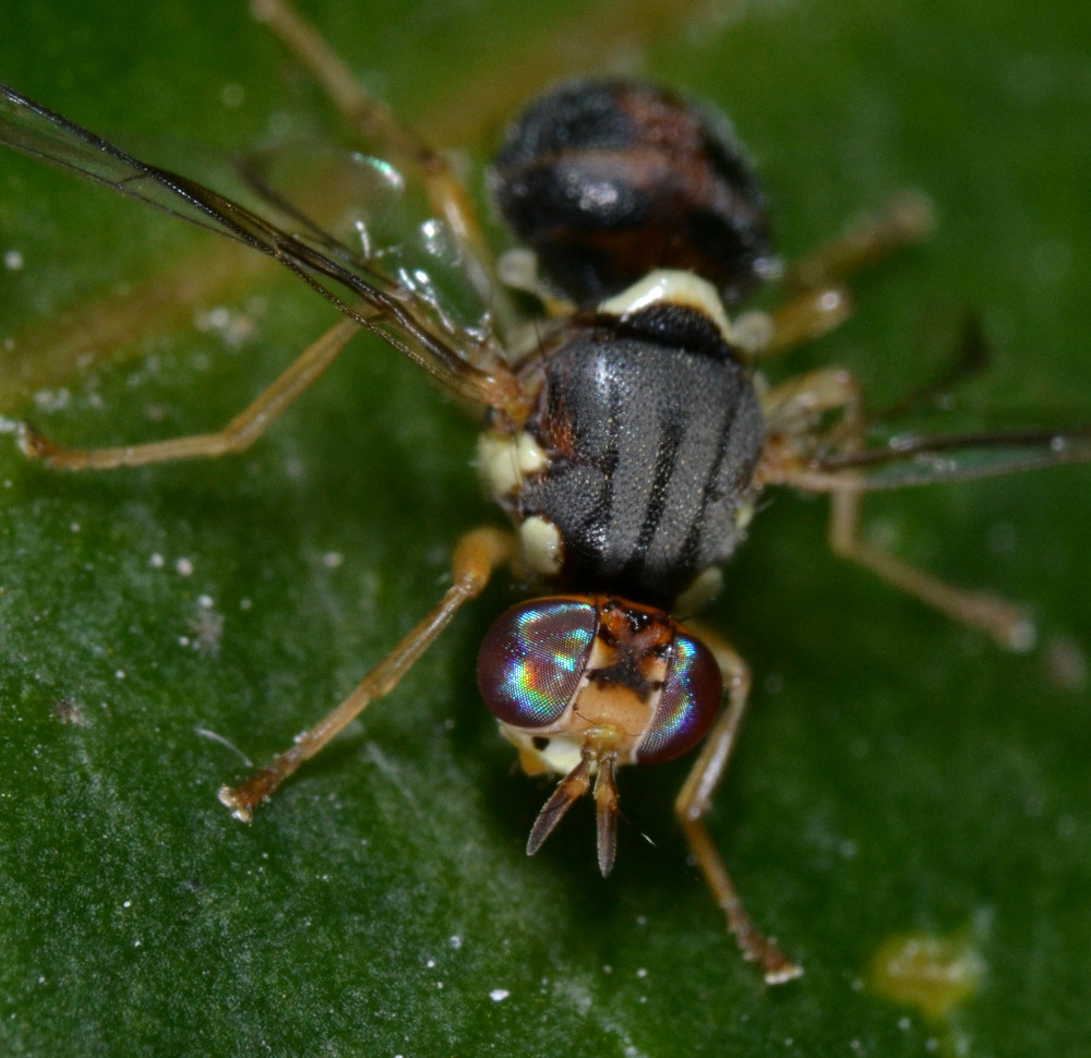 Bactrocera oleae (Tephritidae)