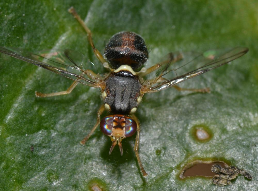 Bactrocera oleae (Tephritidae)