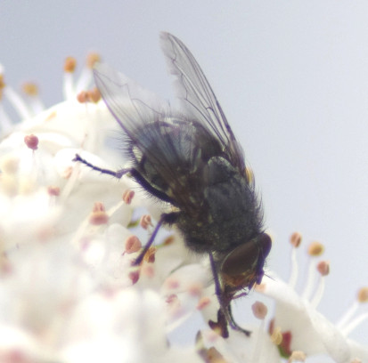 Calliphora vicina