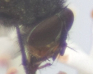 Calliphora vicina