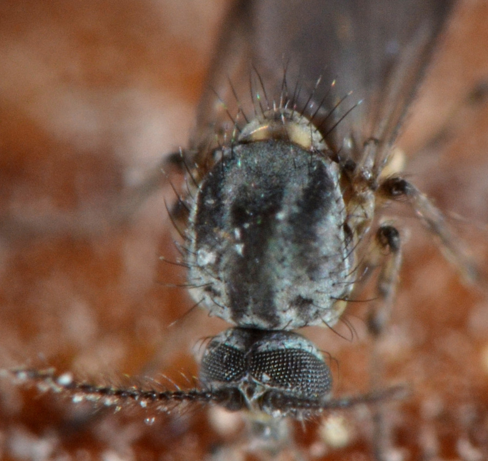 Femmina di Ceratopogonidae