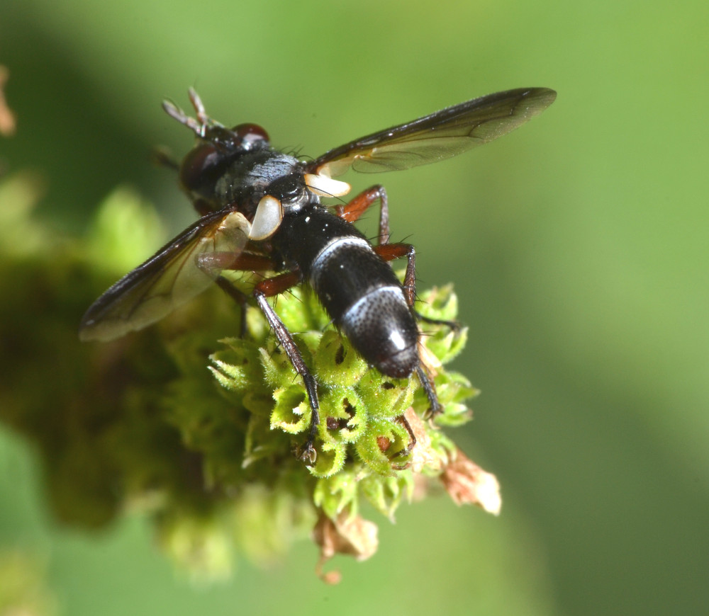 Cylindromyia rufipes (Tachinidae)