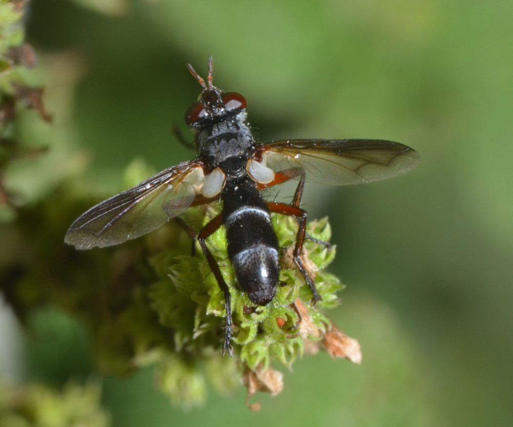 Cylindromyia rufipes (Tachinidae)