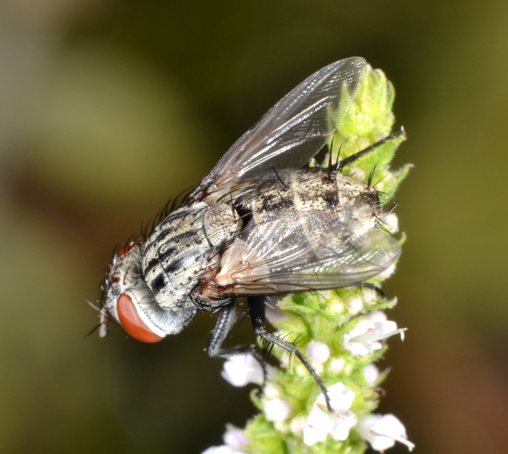 ID Tachinidae: trib Goniini