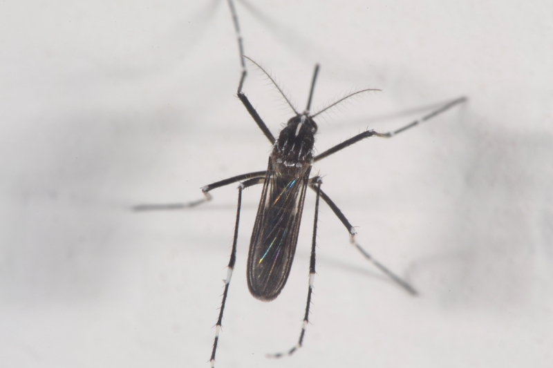 Aedes (Stegomyia) albopictus femmina