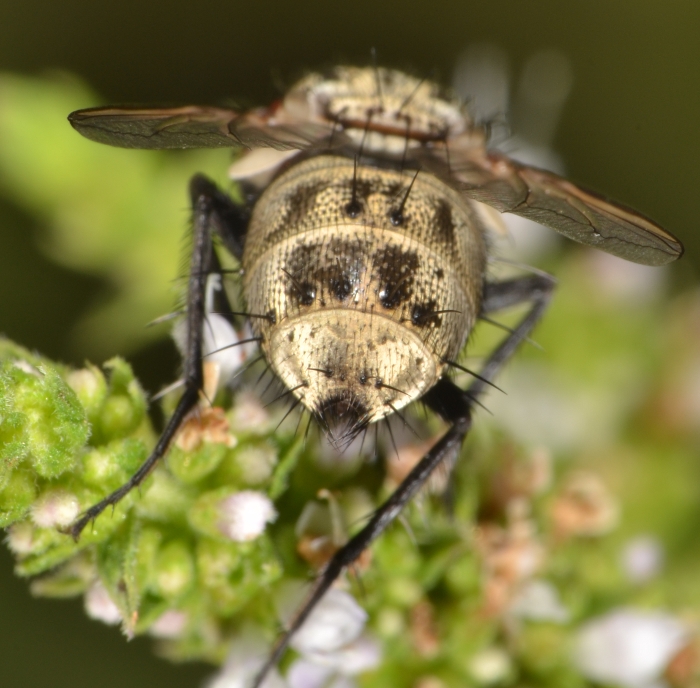 ID Tachinidae: trib Goniini