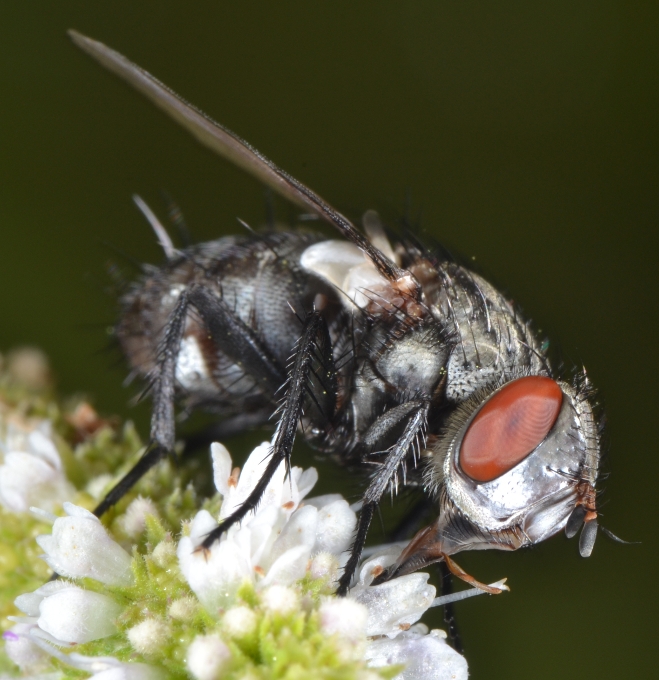 ID Tachinidae: trib Goniini