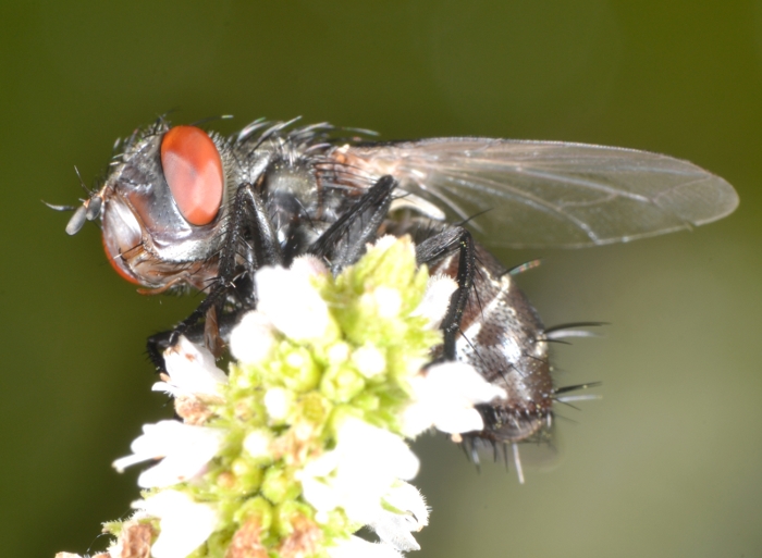 ID Tachinidae: trib Goniini