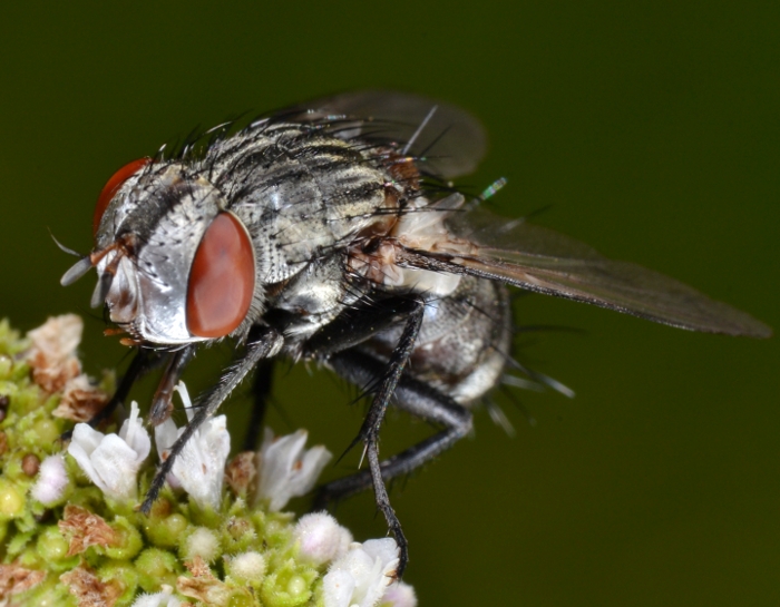 ID Tachinidae: trib Goniini