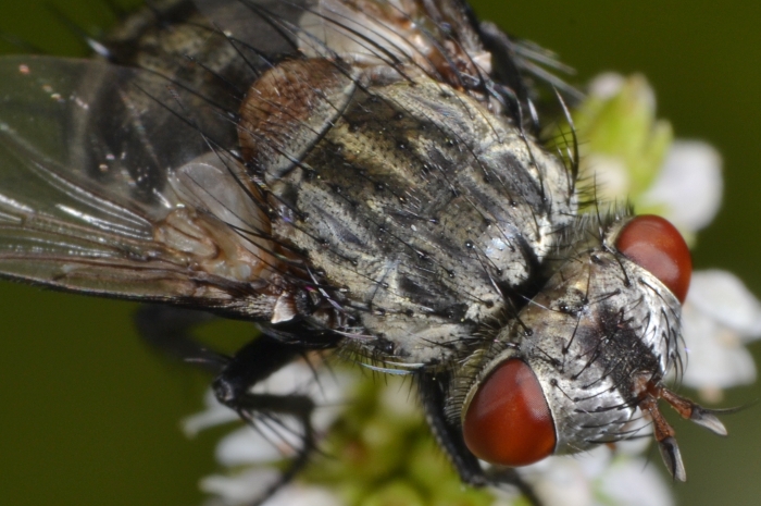 ID Tachinidae: trib Goniini