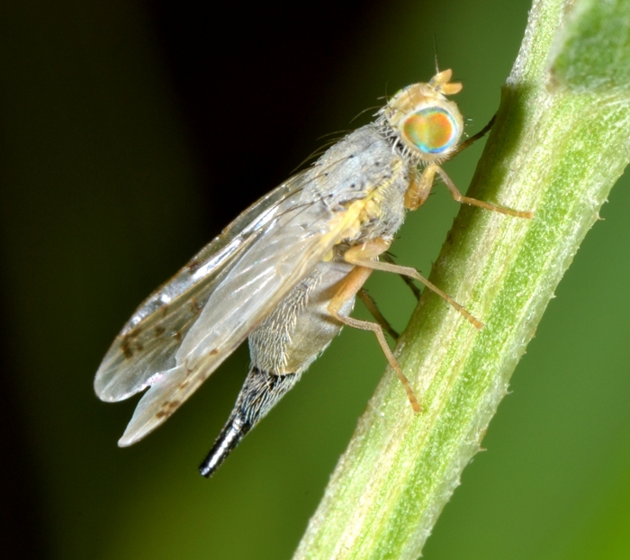 Tephritidae: Acanthiophilus helianthi femmina