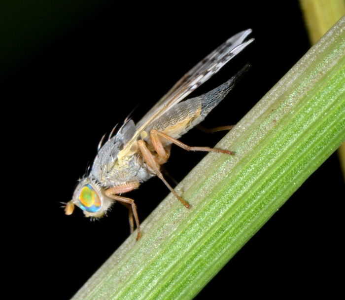 Tephritidae: Acanthiophilus helianthi femmina