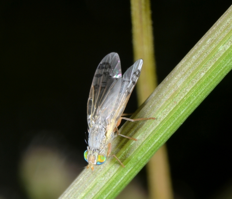 Tephritidae: Acanthiophilus helianthi femmina