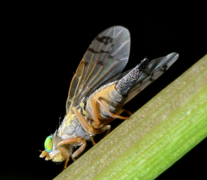 Tephritidae: Acanthiophilus helianthi femmina