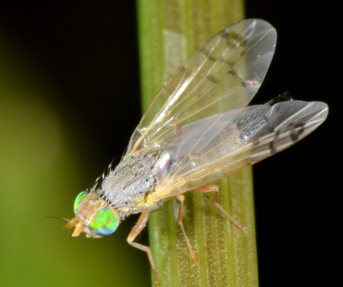 Tephritidae: Acanthiophilus helianthi femmina