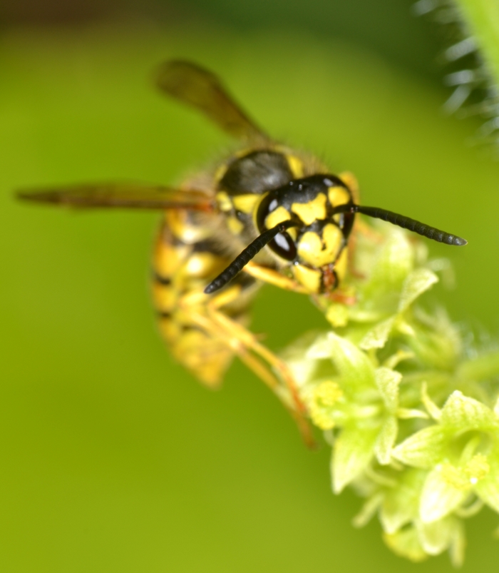 Operaia Vespula germanica