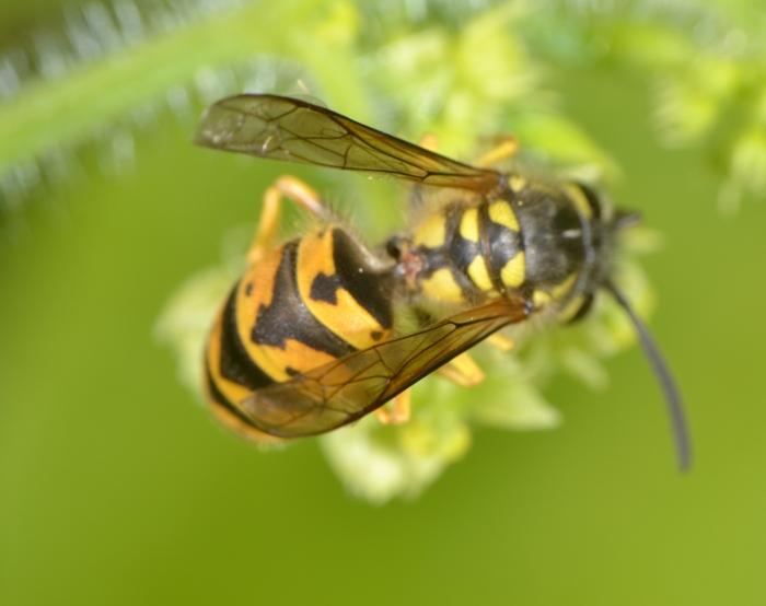 Operaia Vespula germanica