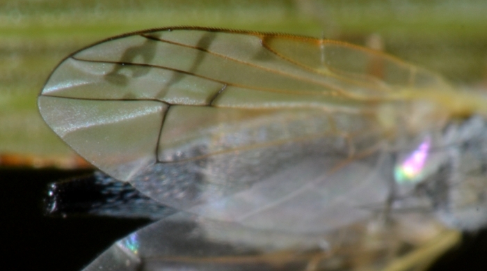 Tephritidae: Acanthiophilus helianthi femmina