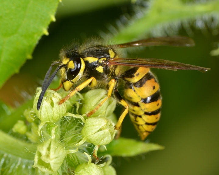 Operaia Vespula germanica