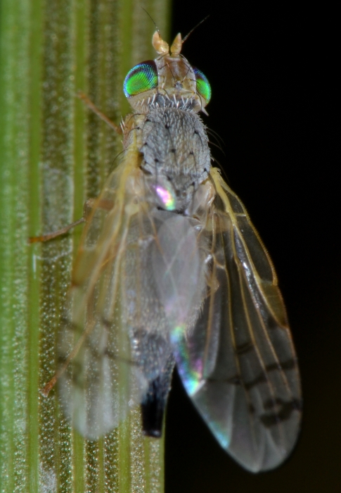 Tephritidae: Acanthiophilus helianthi femmina