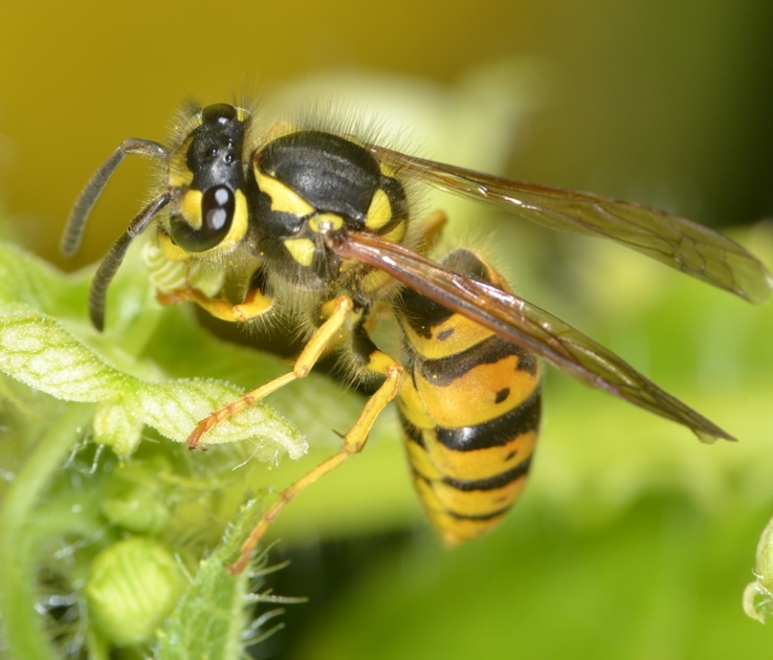 Operaia Vespula germanica