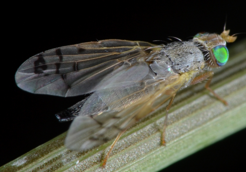 Tephritidae: Acanthiophilus helianthi femmina