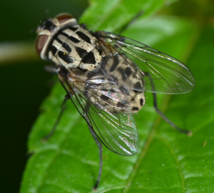 Muscidae: Graphomya maculata femmina