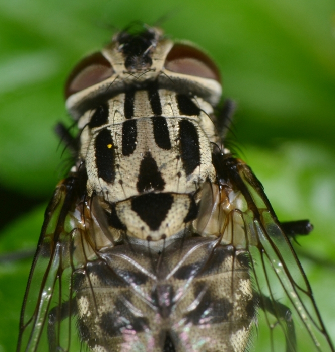 Muscidae: Graphomya maculata femmina