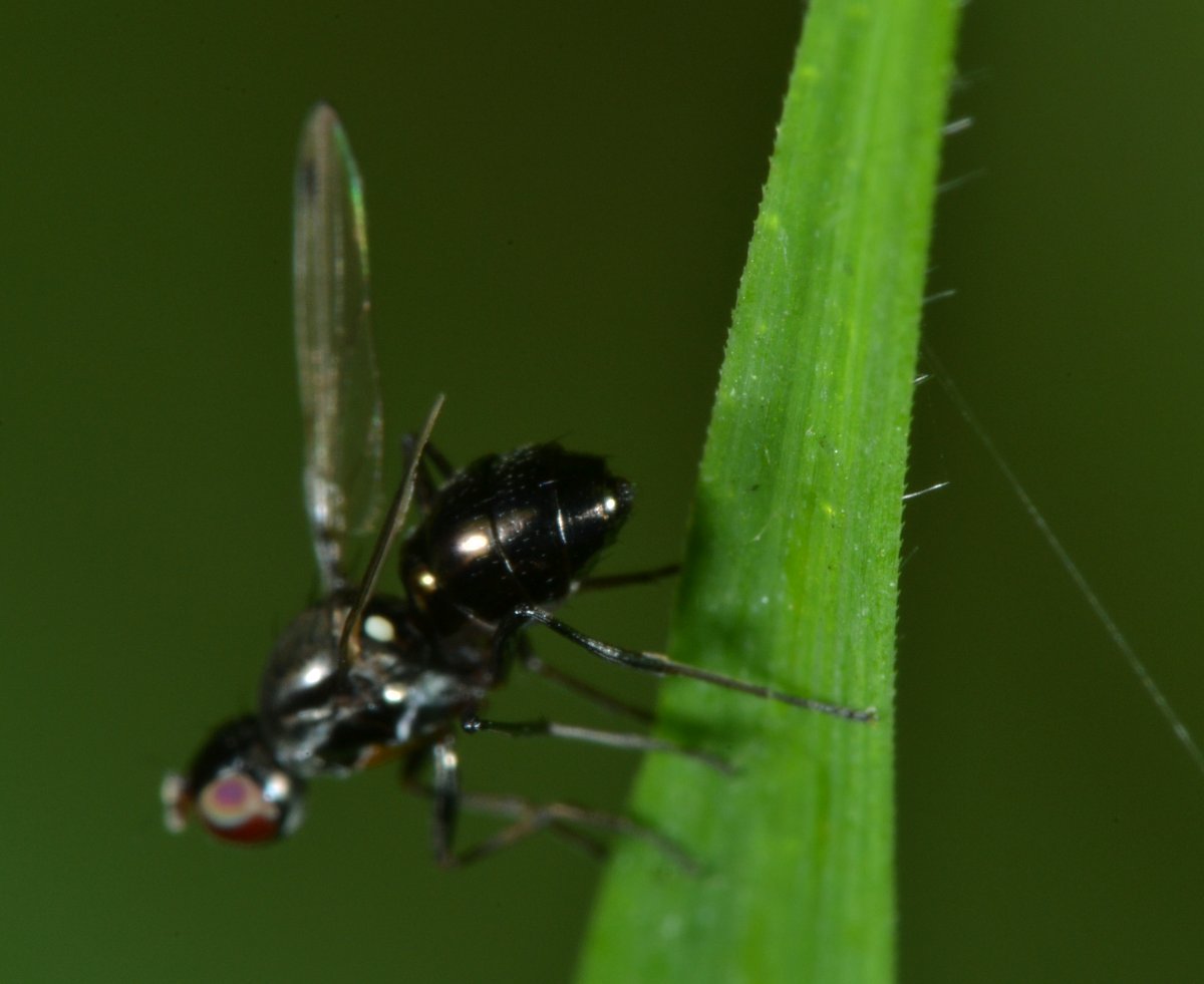 Sepsidae: Sepsis sp.