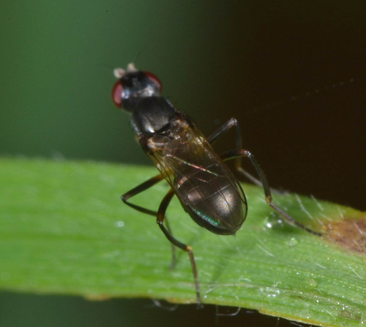 Sepsidae: Sepsis sp.