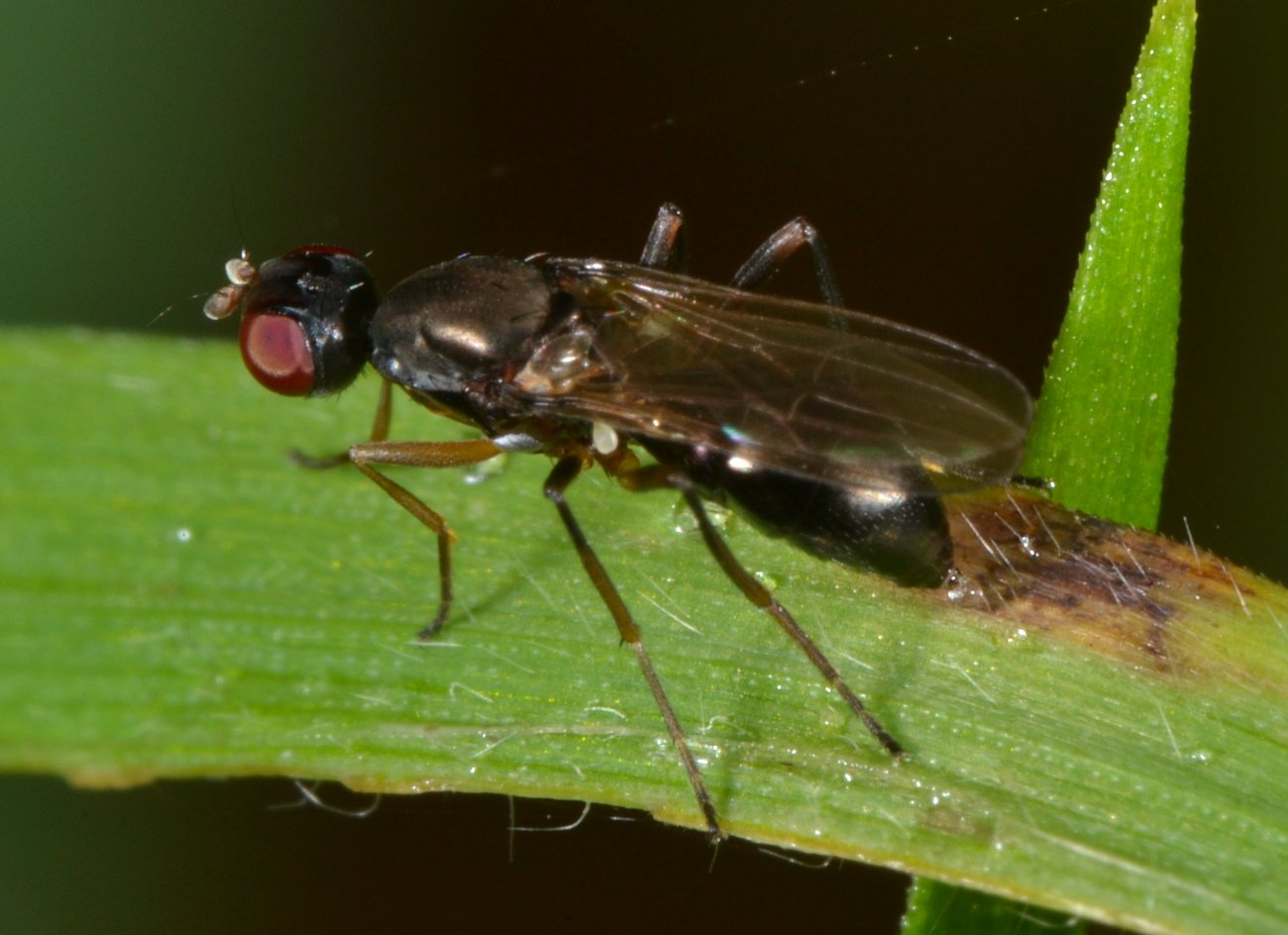 Sepsidae: Sepsis sp.