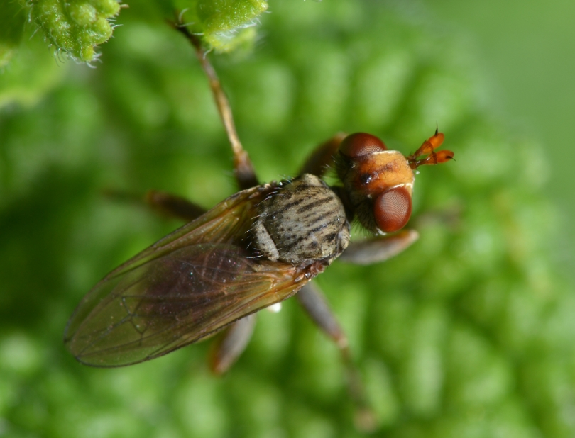 Conopidae: Zodion sp.