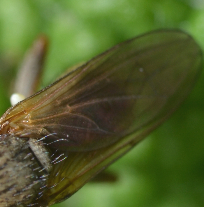 Conopidae: Zodion sp.