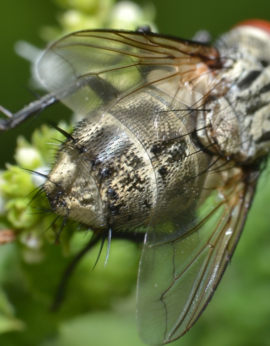 ID Tachinidae: trib Goniini