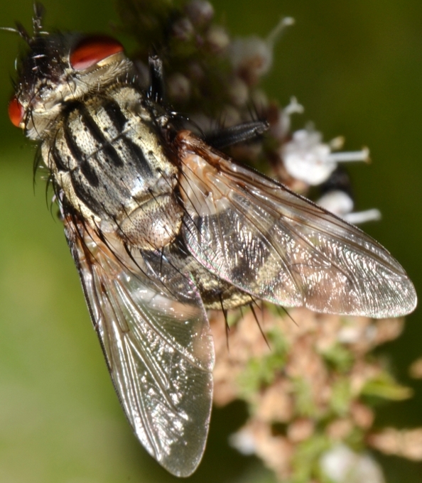 ID Tachinidae: trib Goniini