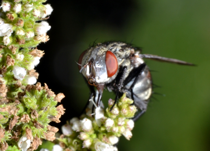 ID Tachinidae: trib Goniini