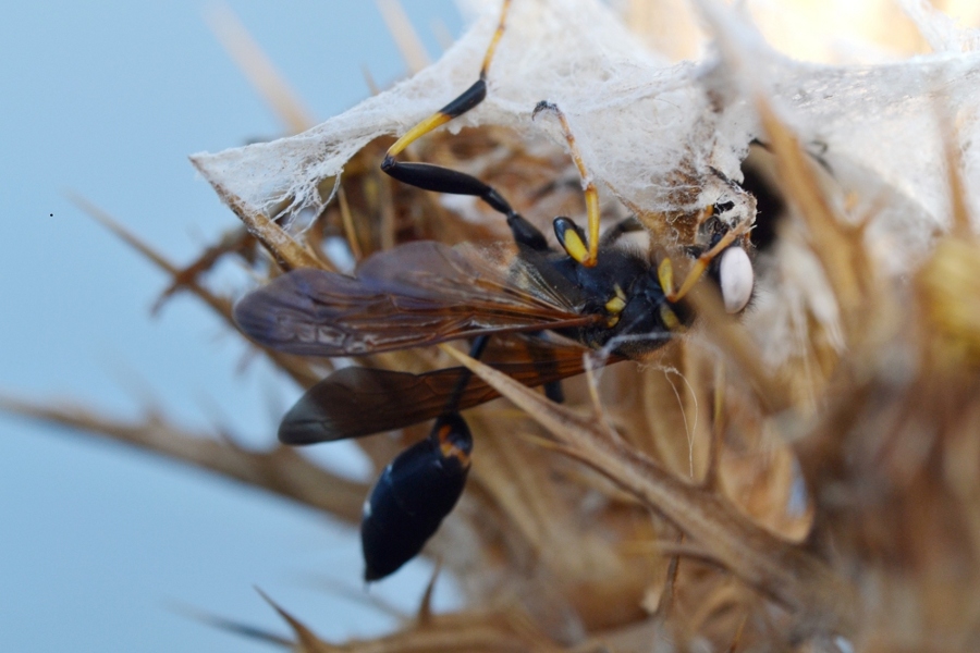 Eresus walckenaeri con trofeo Sceliphron caementarium