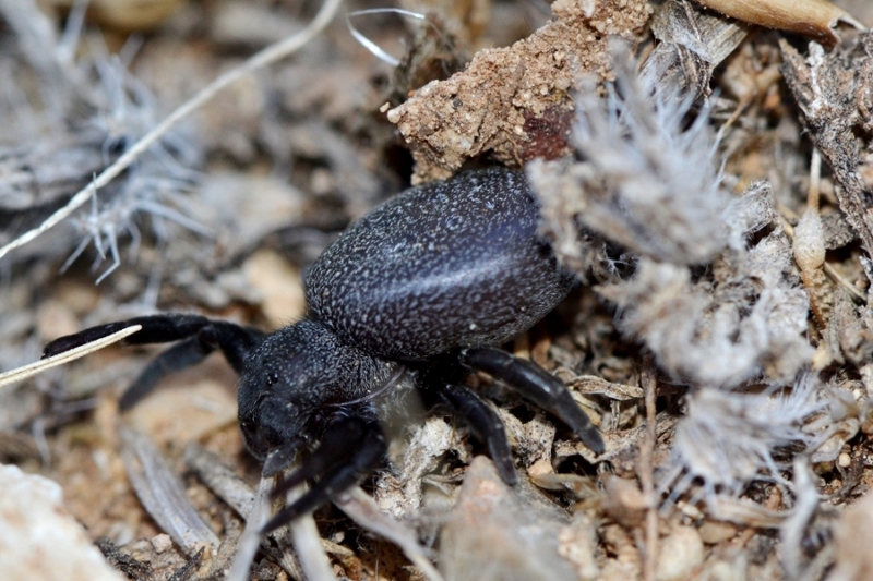 Eresus walckenaeri con trofeo Sceliphron caementarium