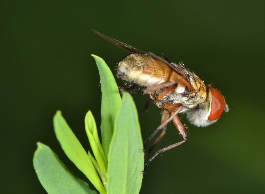 Tachinidae: Ectophasia crassipennis