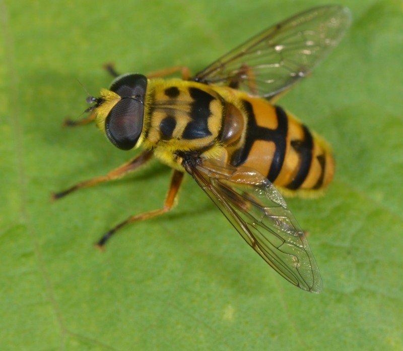 Syrphidae: Myathropa florea