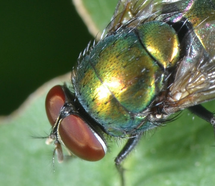 Calliphoridae: Lucilia sp. maschio