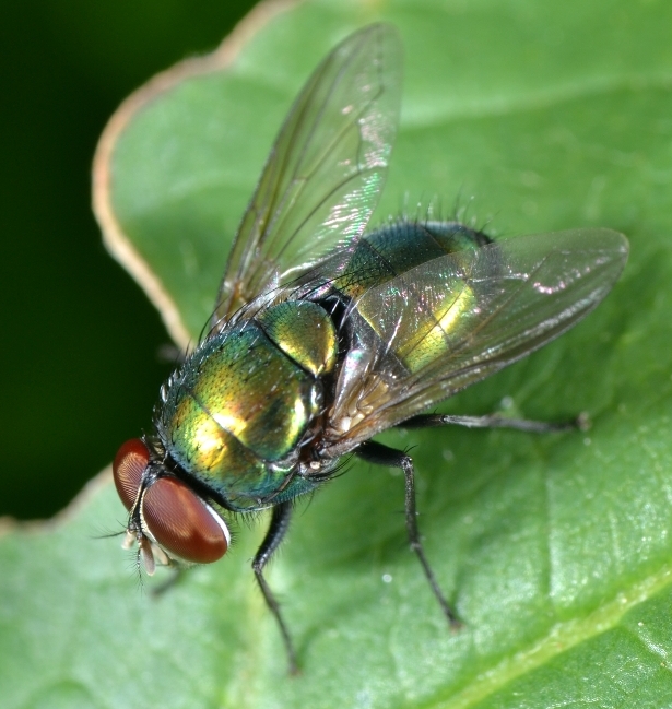 Calliphoridae: Lucilia sp. maschio