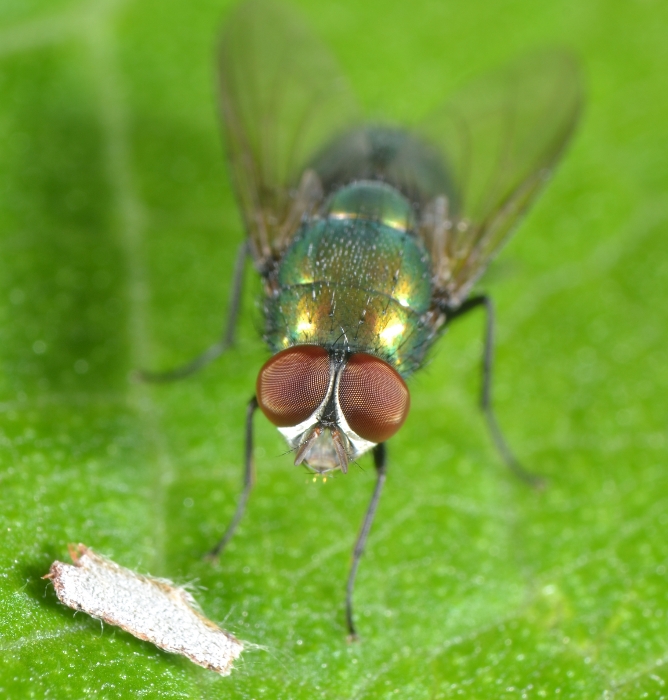 Calliphoridae: Lucilia sp. maschio