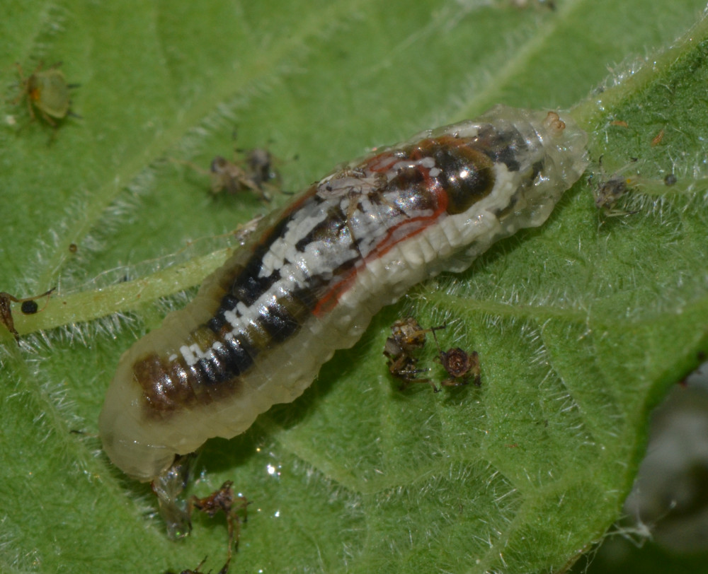 Pemphredon sp., Crabronidae