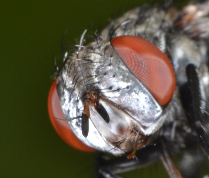 ID Tachinidae: trib Goniini